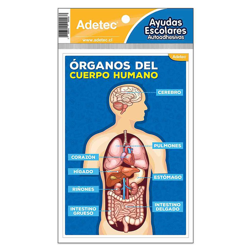 AUTOADHESIVO ADETEC AYUDA ESCOLAR DEL CUERPO HUMANO
