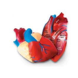 MODELO CORAZON DE GOMA 14CMS. (LER-1902) 2+