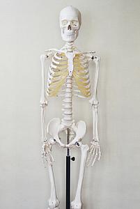 MODELO ANATOMICO HUMANO ESQUELETO 23CMS. 41PZS. (LER-3337) 8+
