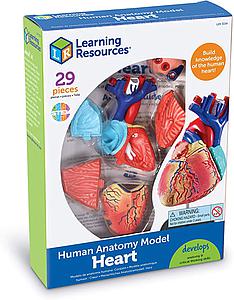 MODELO ANATOMICO HUMANO CORAZON 29PZS. (LER-3334) 8+