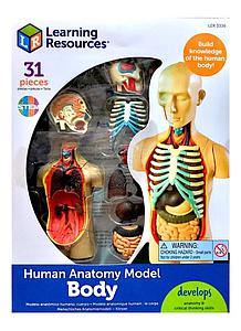 MODELO ANATOMICO CUERPO HUMANO 31PZS. (LER-3336) 8+