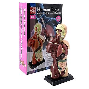 TORSO HUMANO EDU-TOYS  DE 27 CMS MK-027